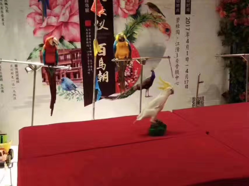 鹦鹉表演出租 地产商场暖场活动