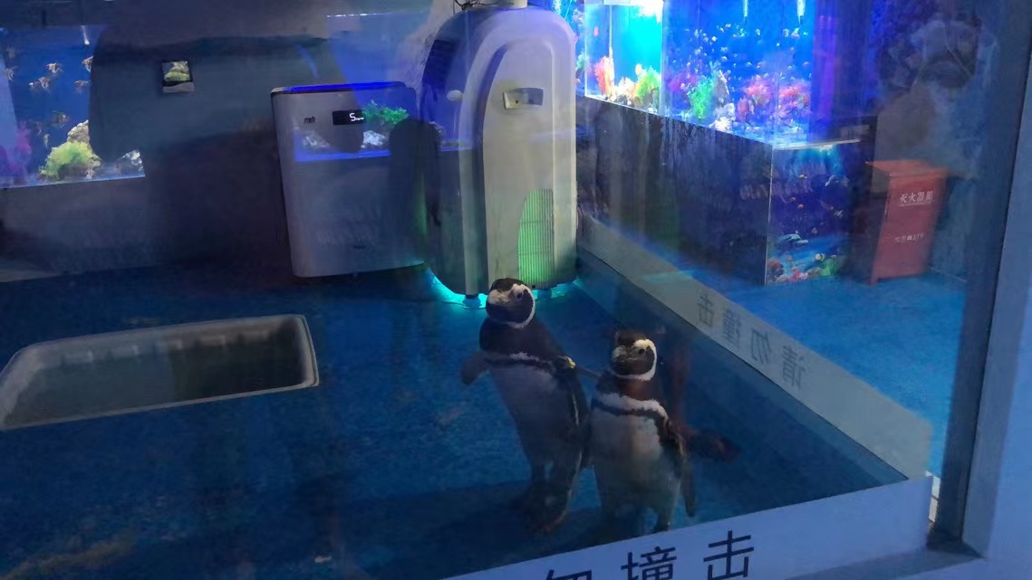 企鹅出租 暖场互动