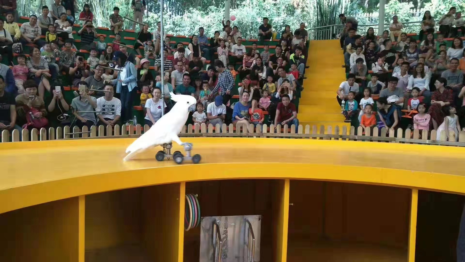 鹦鹉表演租赁 地产商场暖场活动