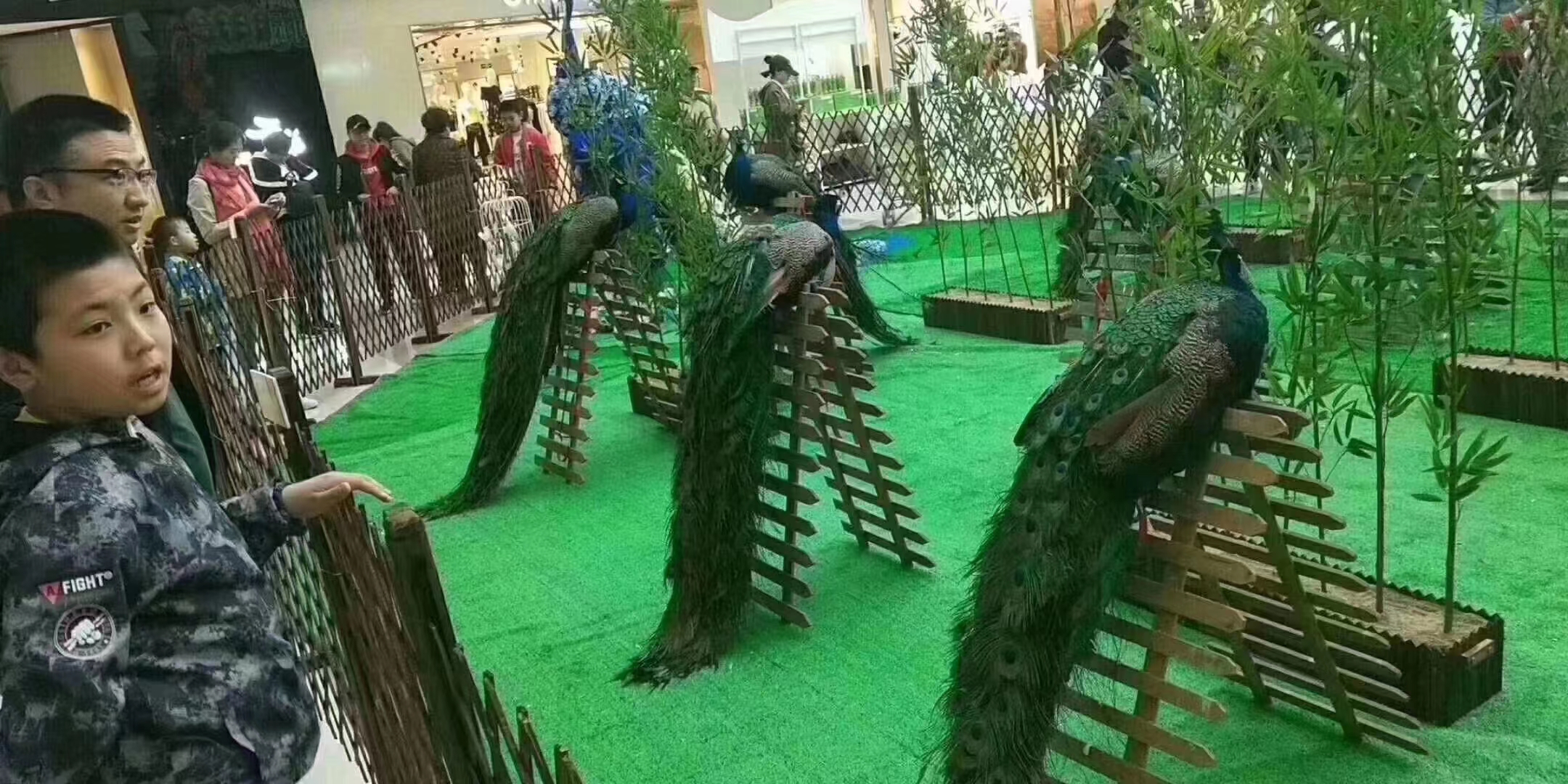 百鸟展出租
