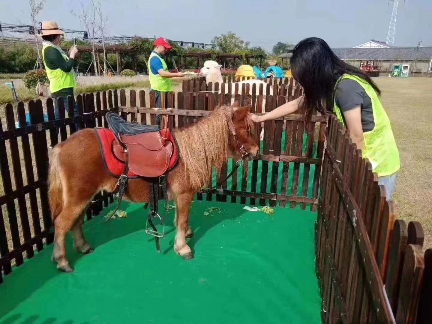 动物租赁出租
