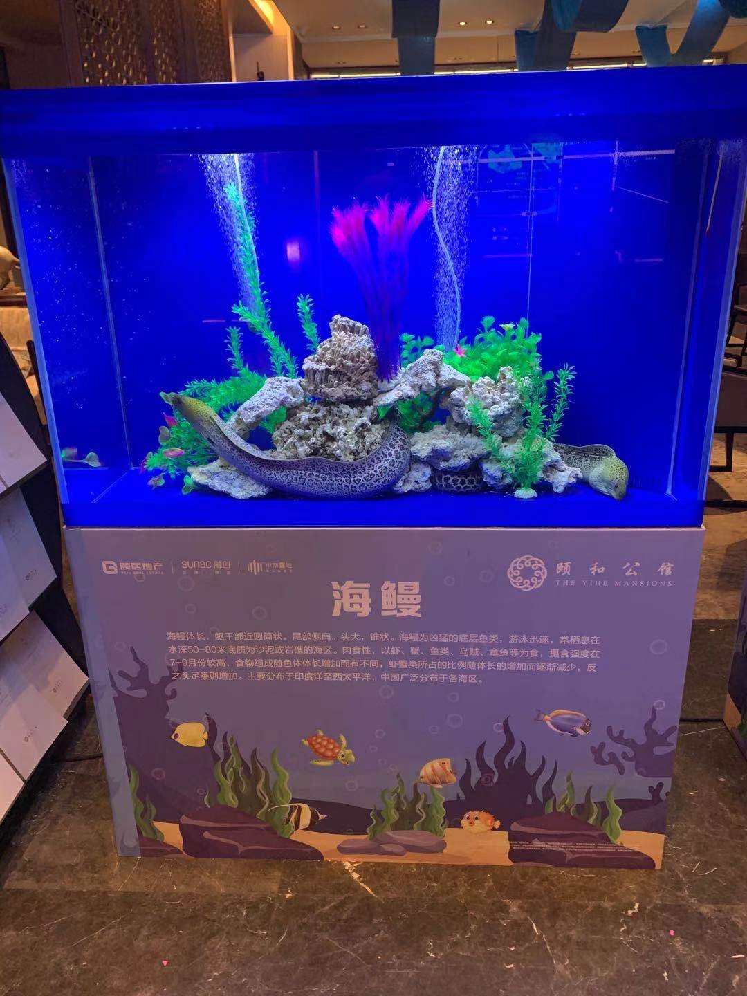 海洋主题展 海洋生物鱼缸展示 海洋展