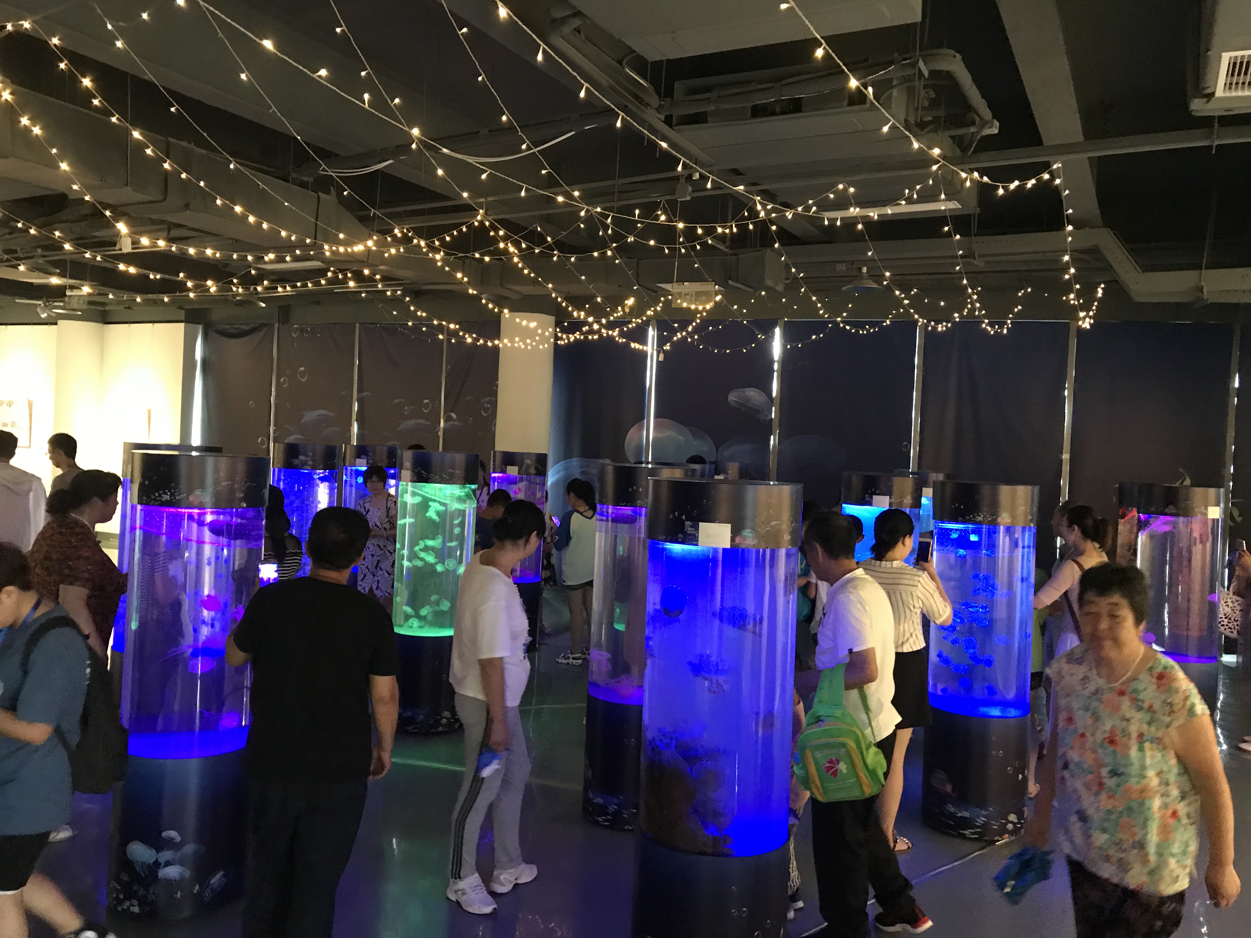 海洋主题展 海洋生物鱼缸展示 海洋展