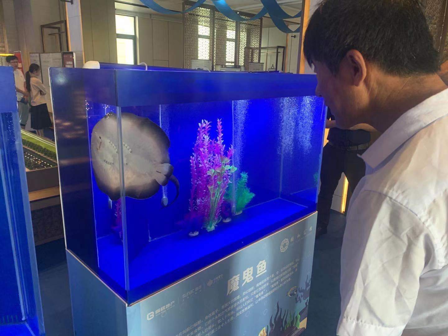 海洋主题展 海洋生物鱼缸展示 海洋展