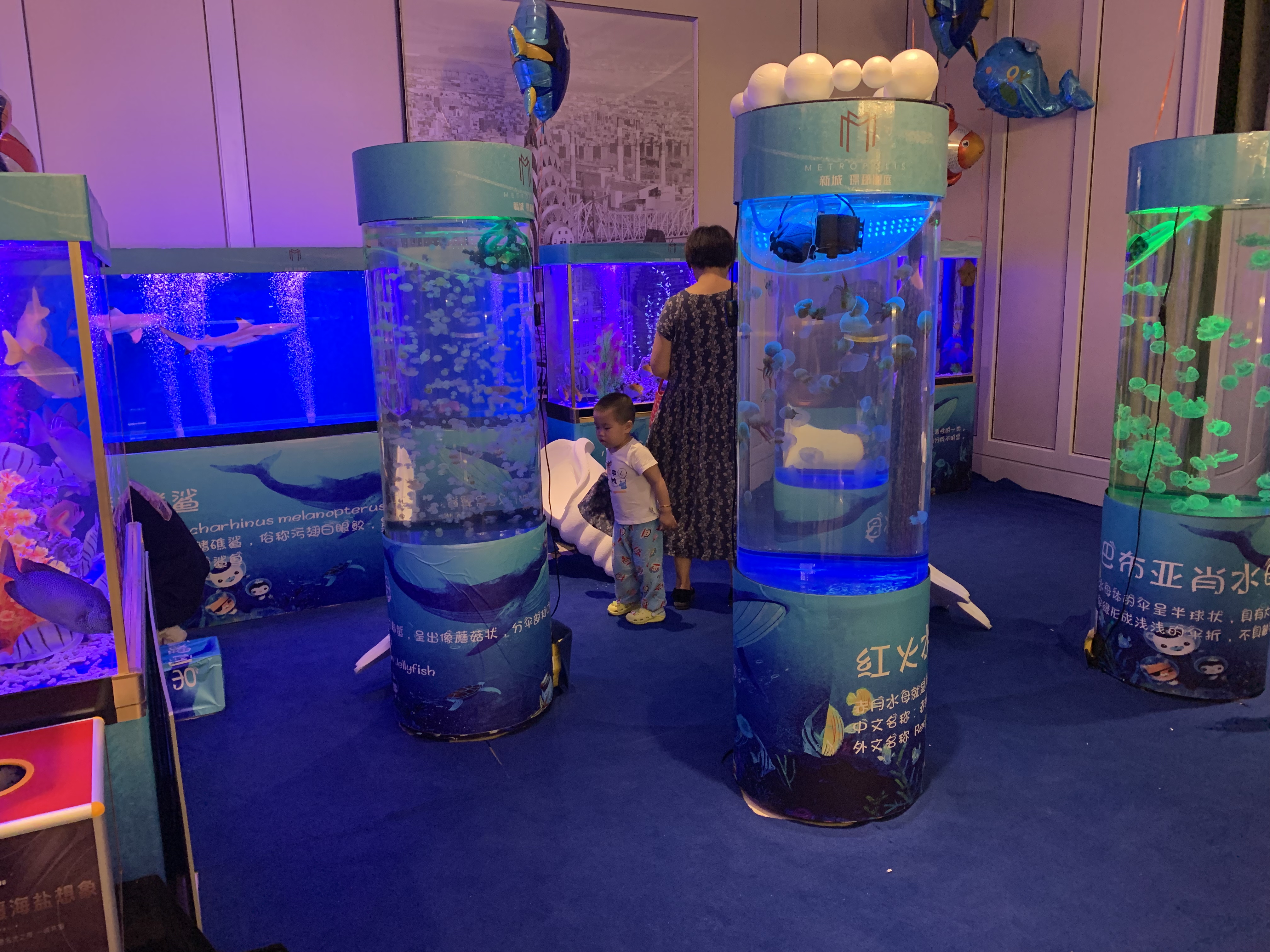 海洋主题展 海洋生物鱼缸展示 海洋展