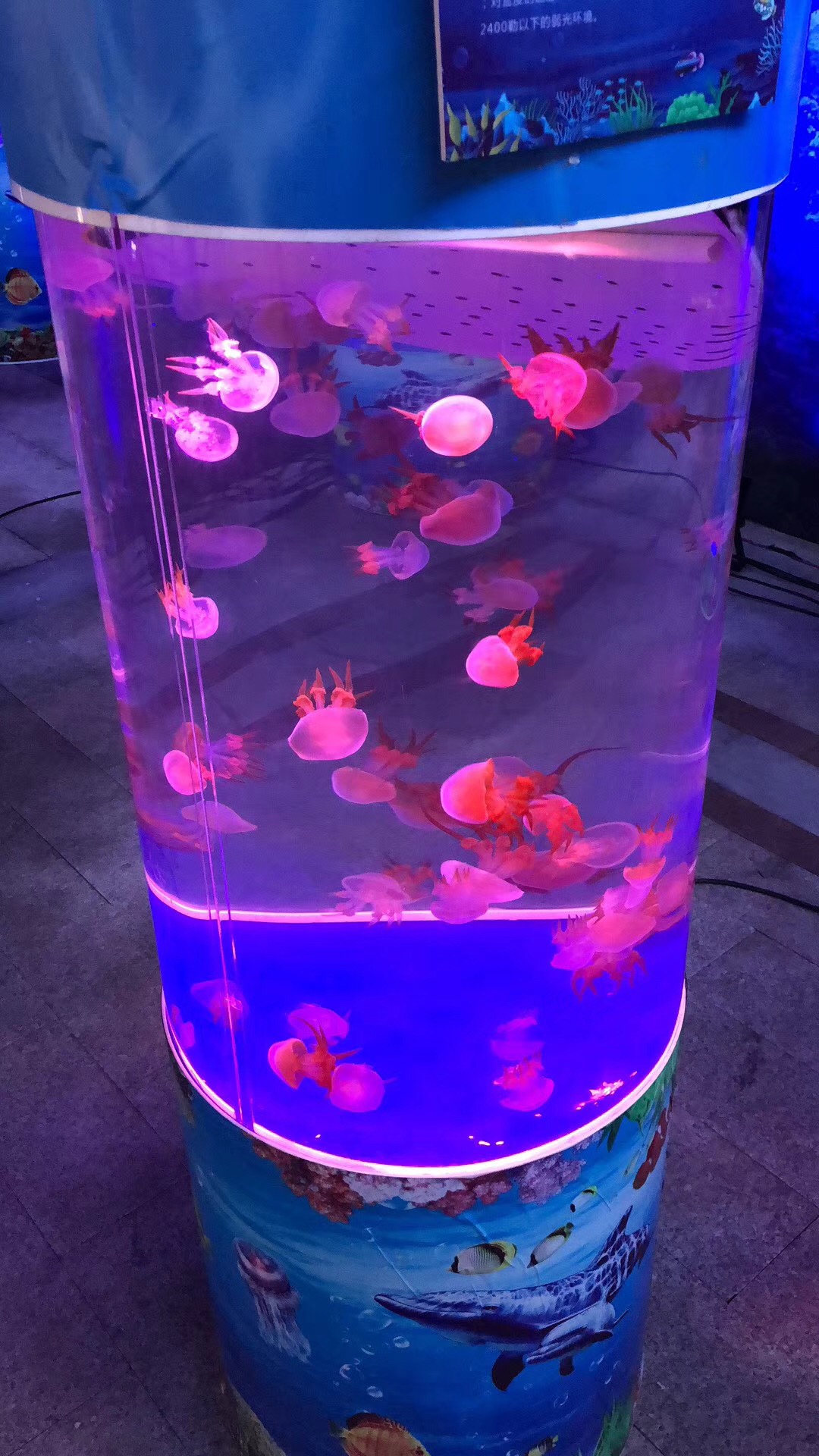 海洋主题展 海洋生物鱼缸展示 海洋展
