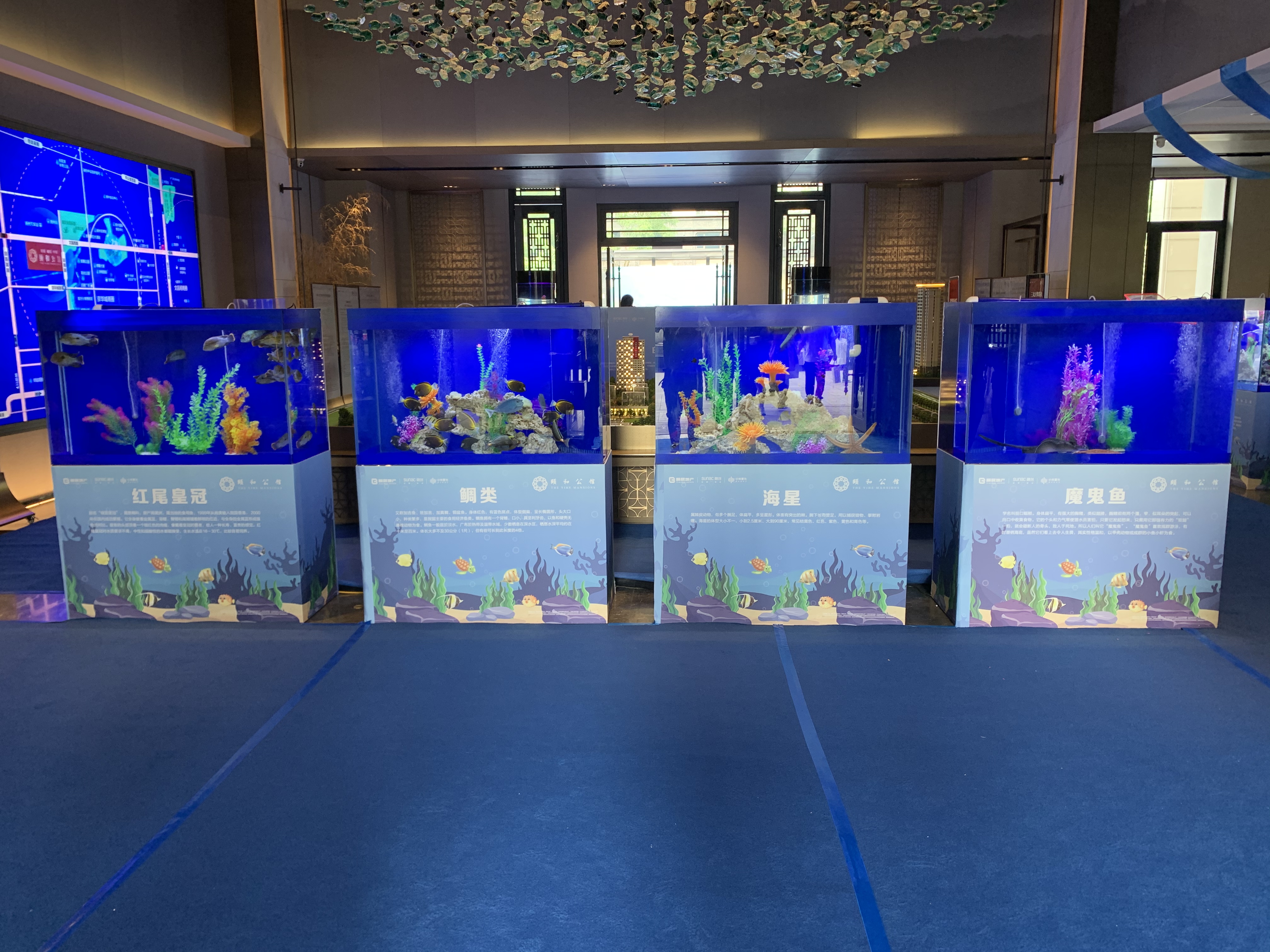 海洋主题展 海洋生物鱼缸展示 海洋展