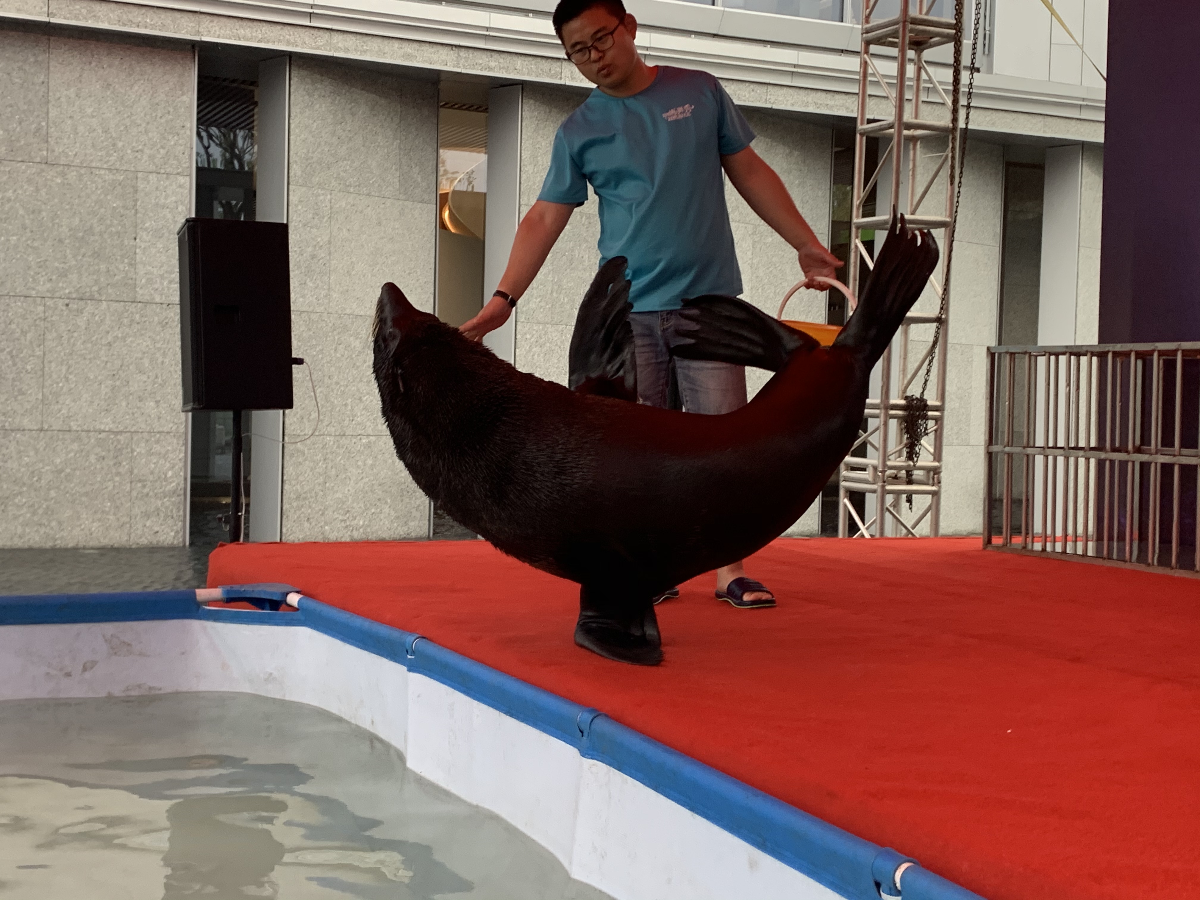 海狮表演 证件齐全