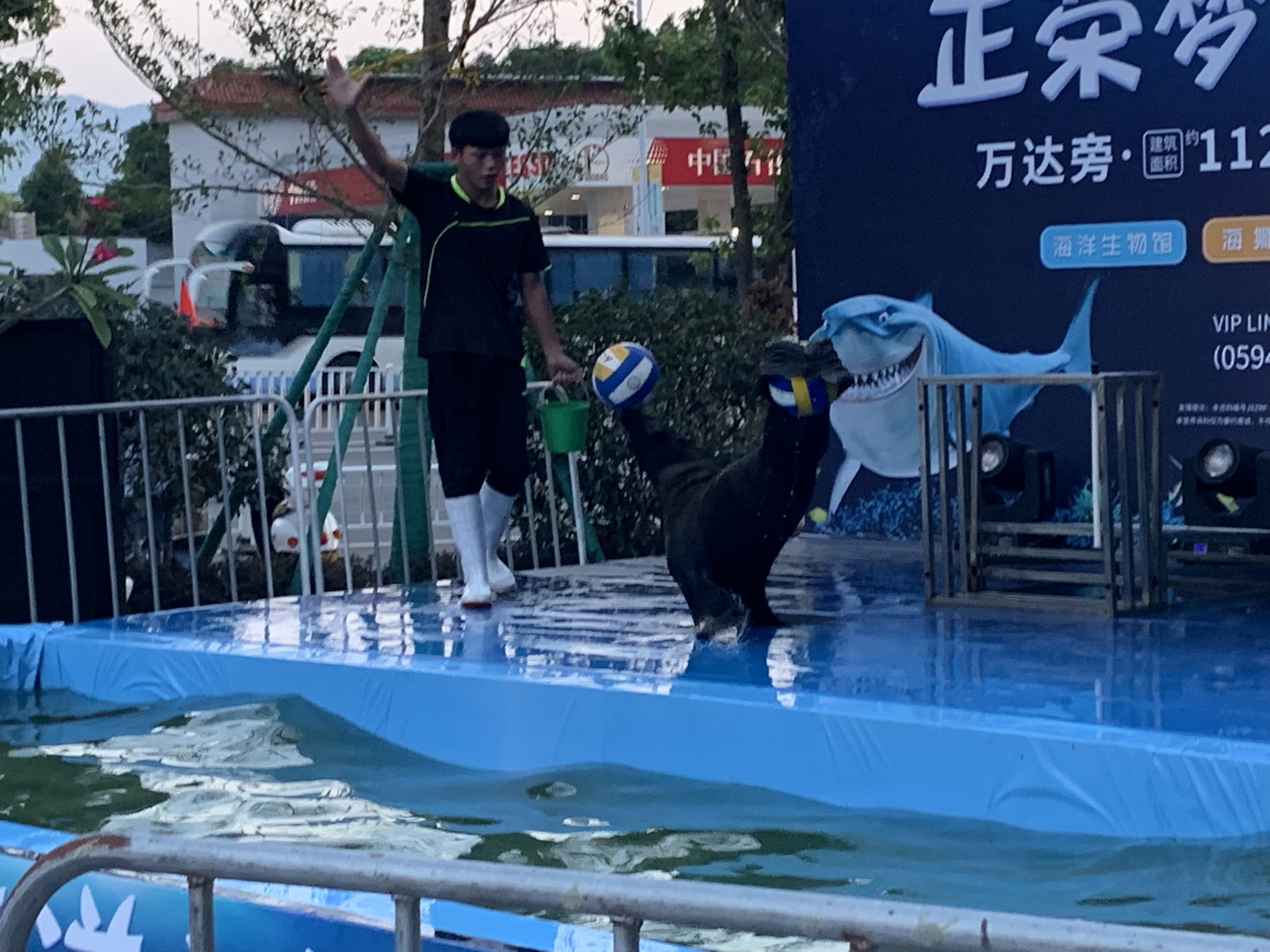 海狮表演 证件齐全
