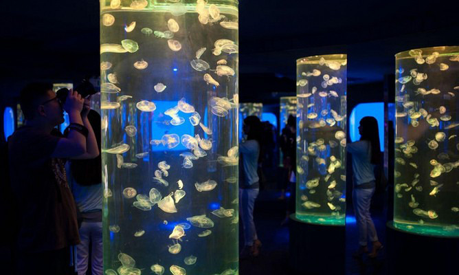 梦幻水母展 水母展 海洋主题展