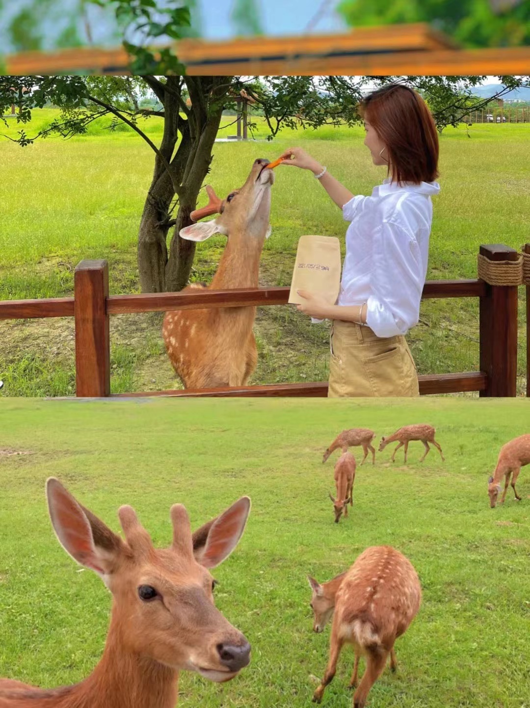 鹿岛公园 奈良鹿 梅花鹿公园