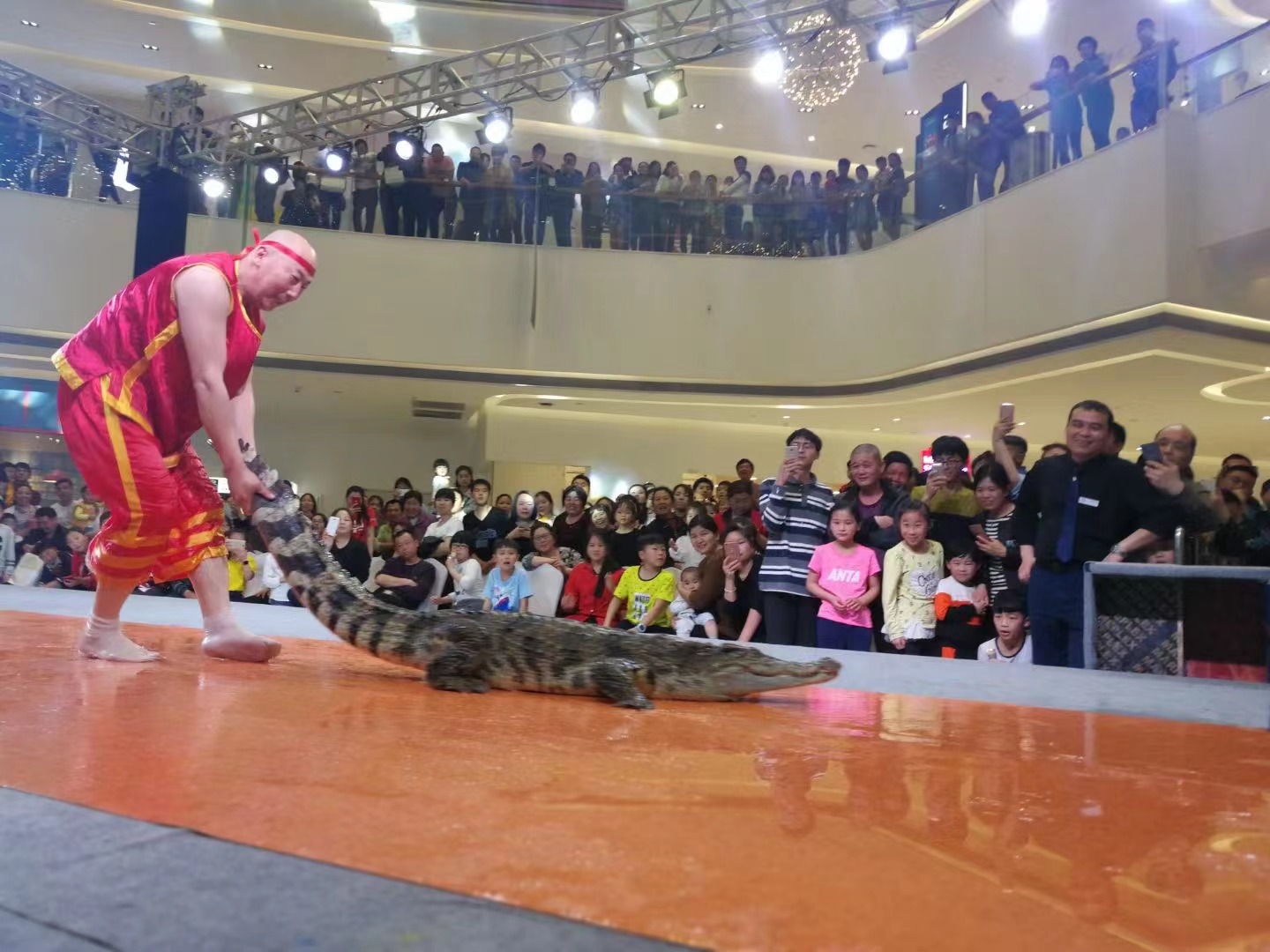 鳄鱼表演 鳄鱼表演秀