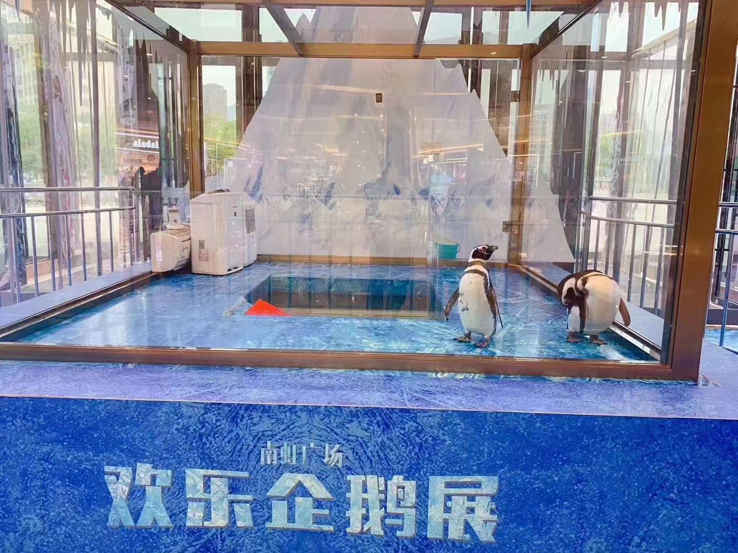 活体企鹅展 企鹅展 海洋主题展