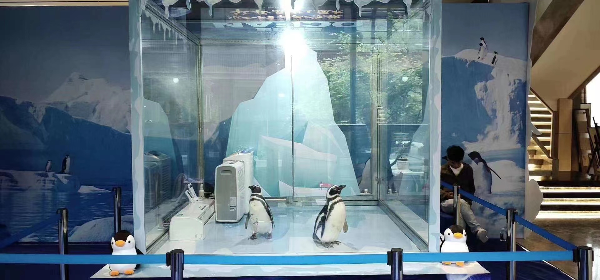 活体企鹅展 企鹅展 海洋主题展