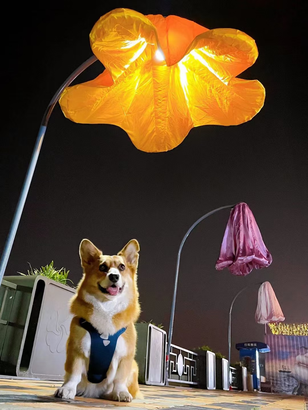 互动感应花
