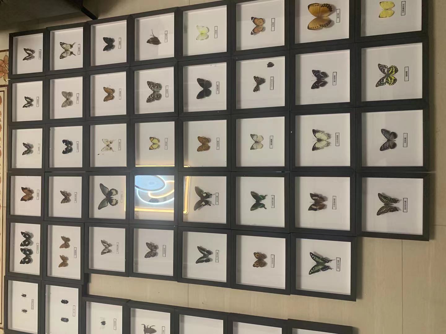 昆虫展蝴蝶展标本活体