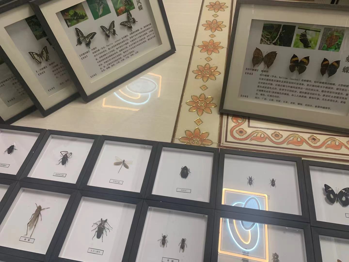 昆虫展蝴蝶展标本活体