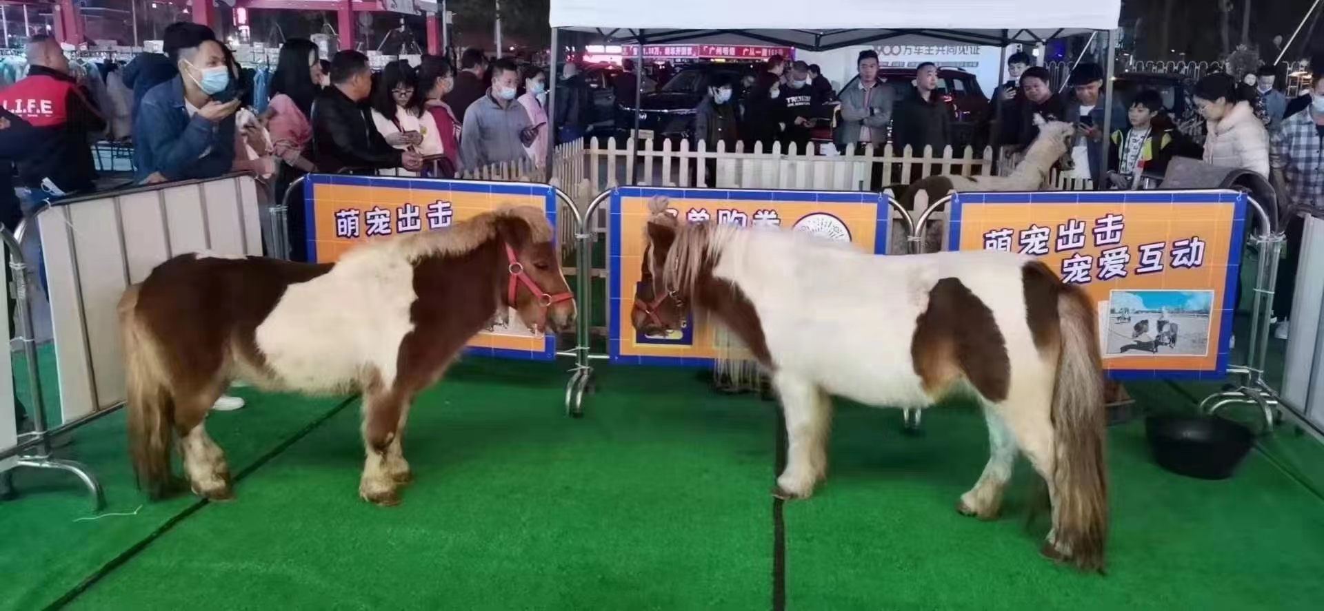 室内萌宠出租各种动物展览租赁游乐设备租赁