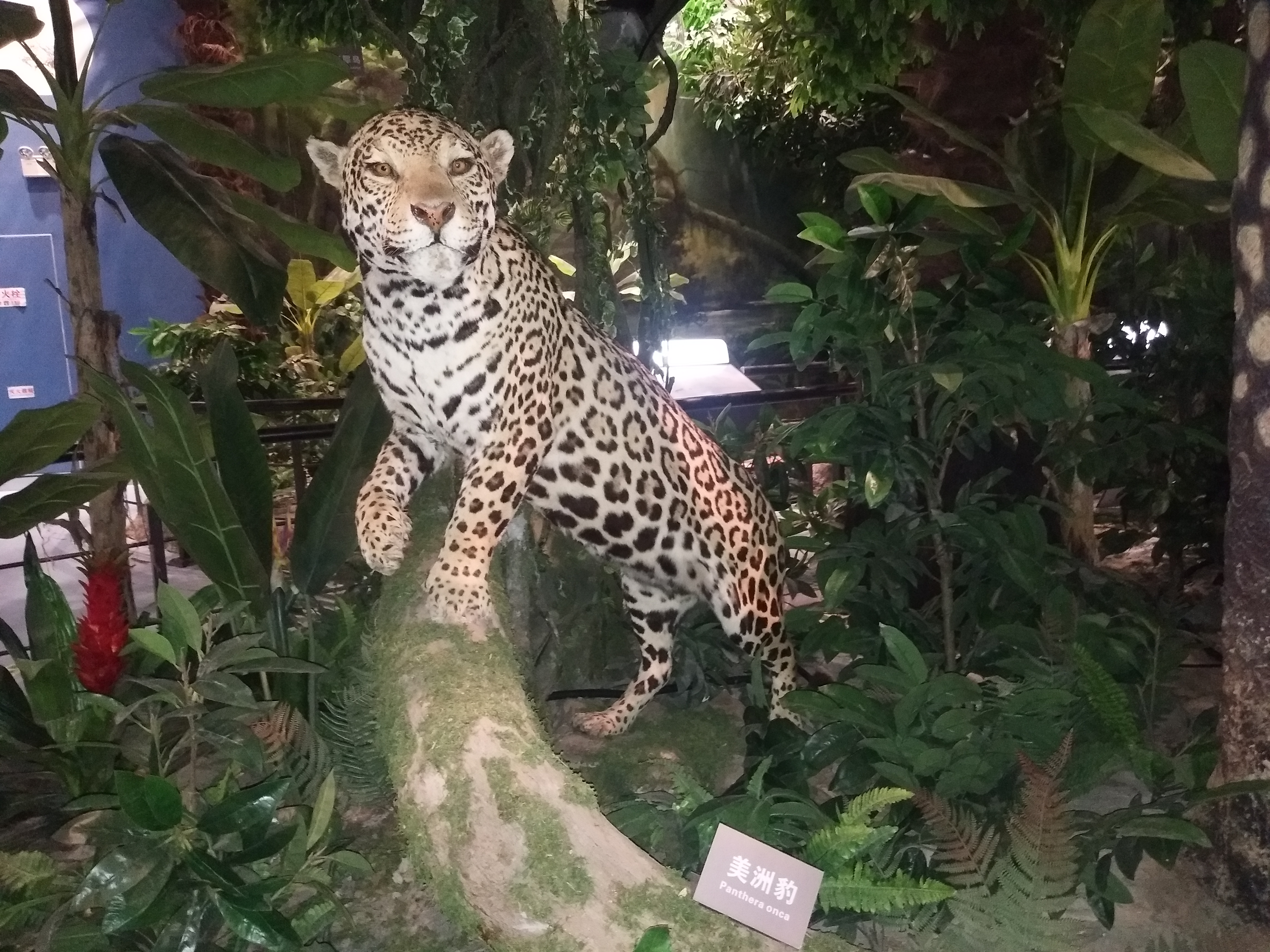 仿真动物标本展览出租