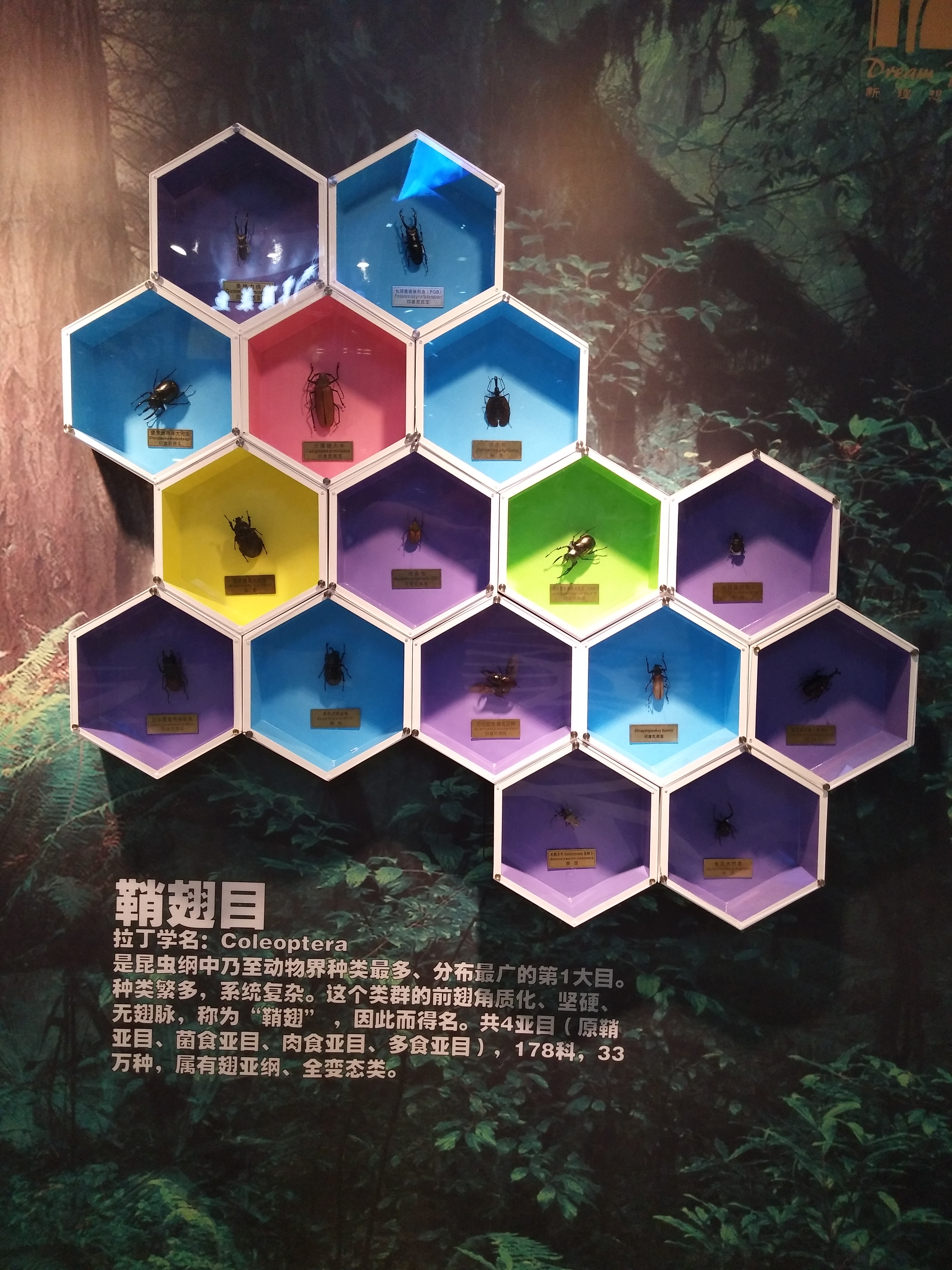 昆虫展览