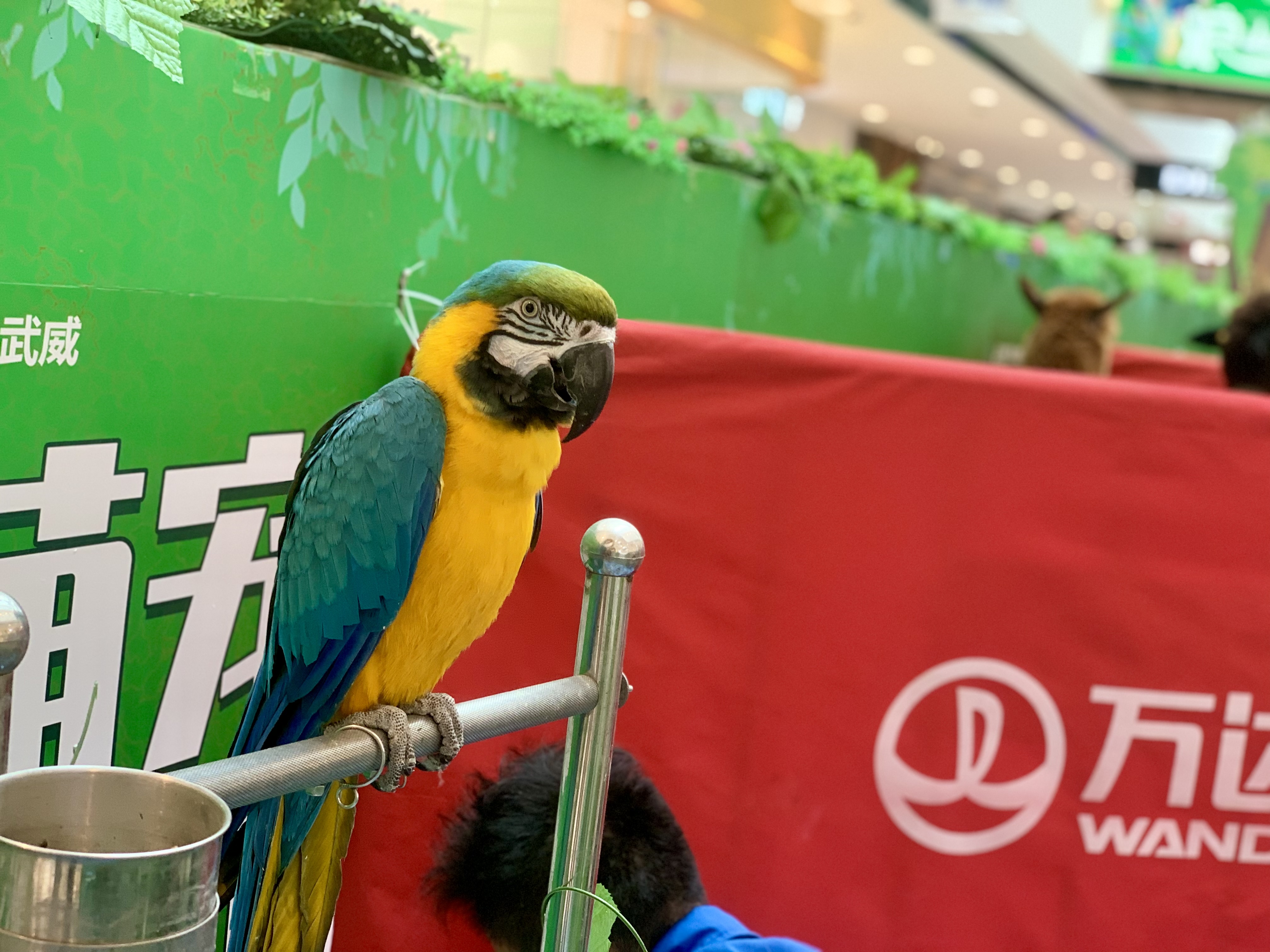甘肃美道壹佰——萌宠展览