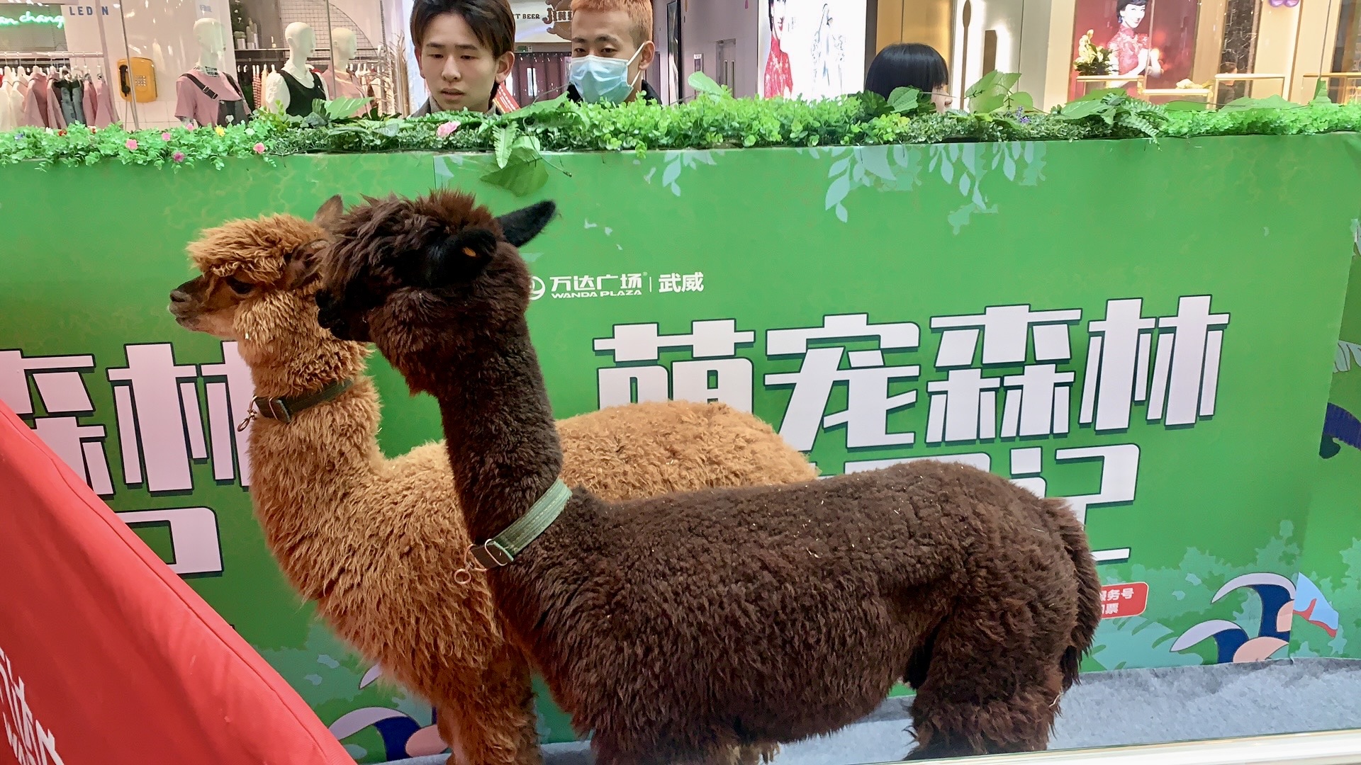 甘肃美道壹佰——萌宠展览