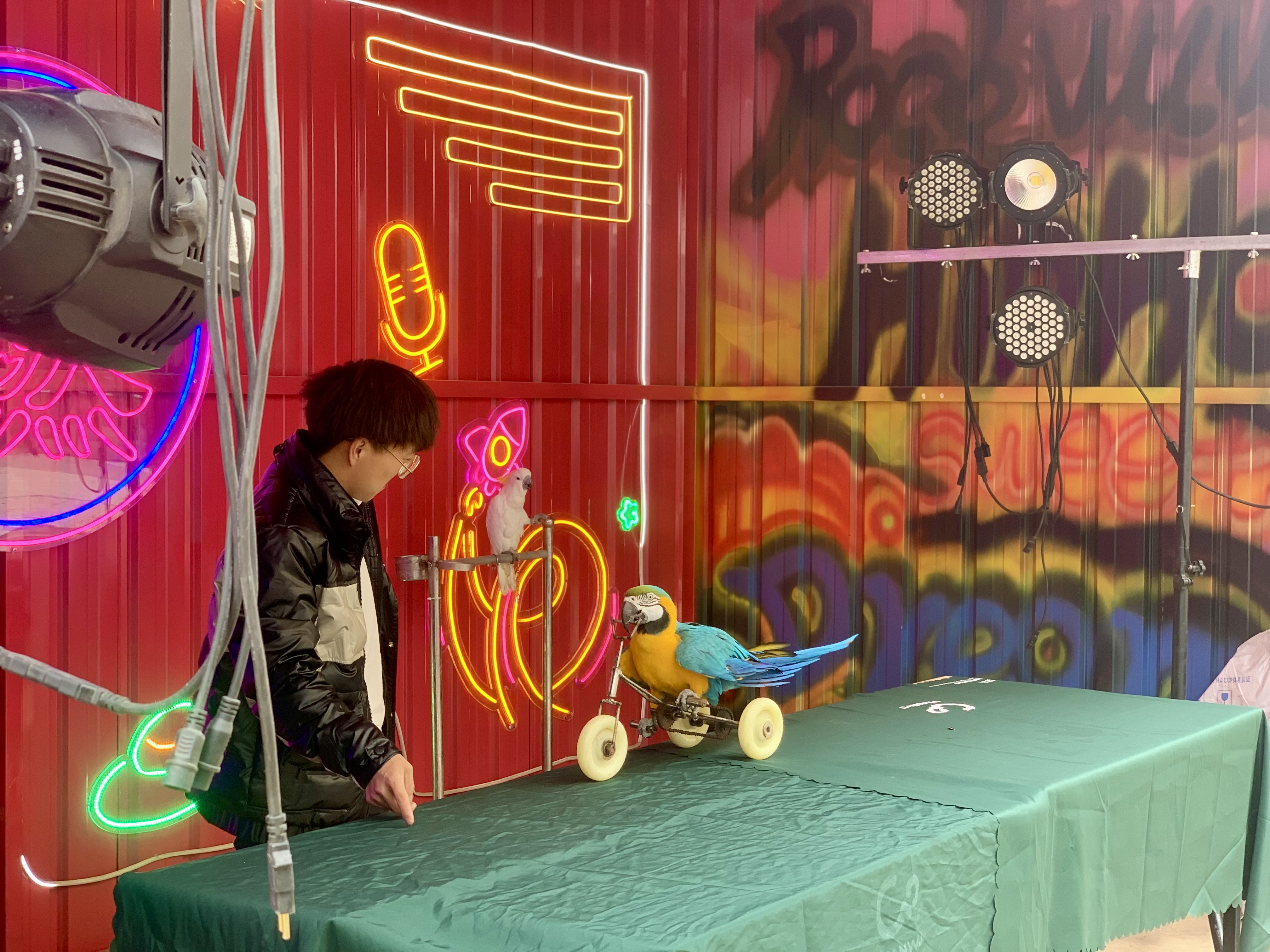 甘肃美道壹佰——萌宠展览