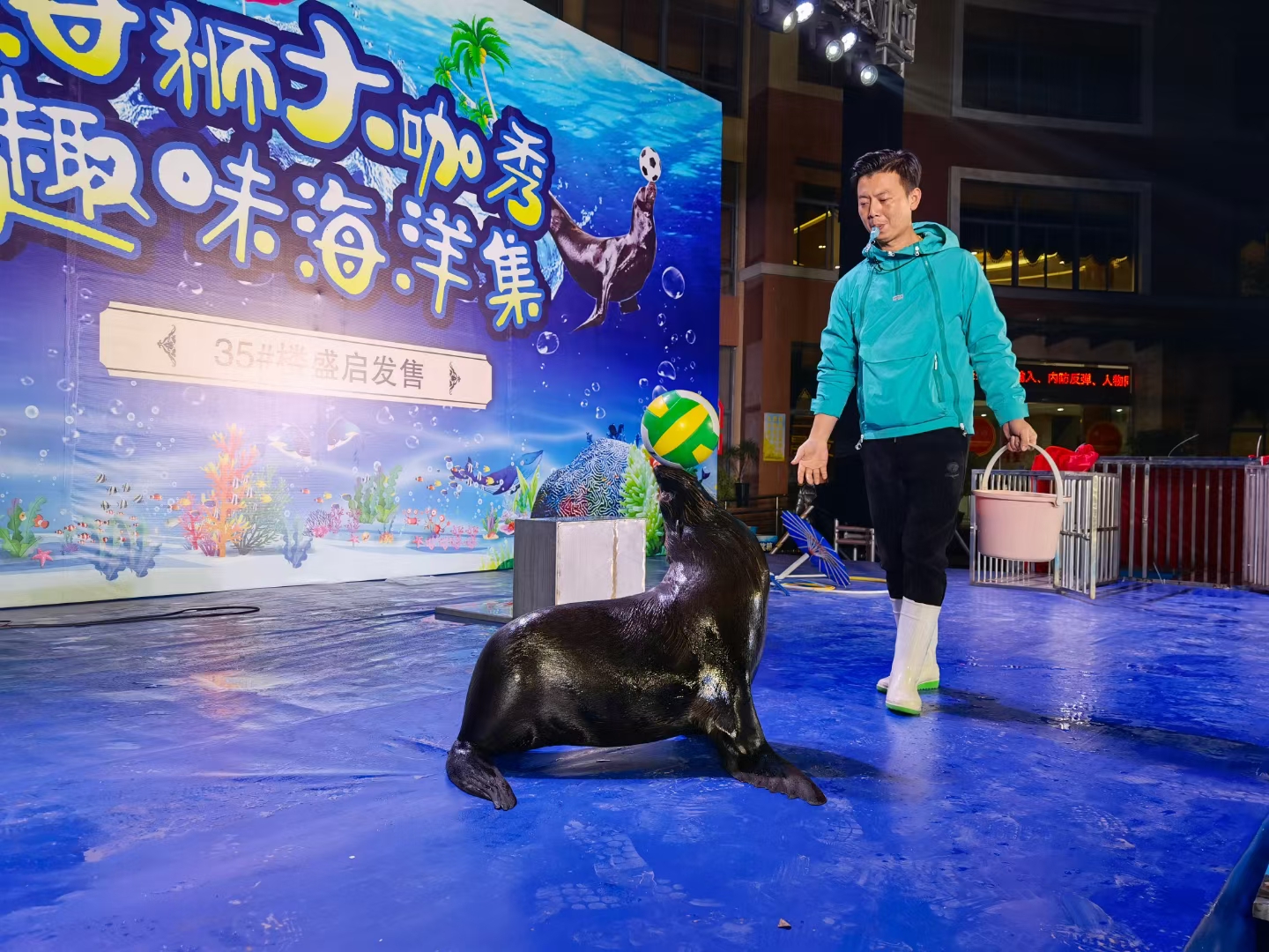 活体海狮表演出租 动物表演租赁 暖场互动