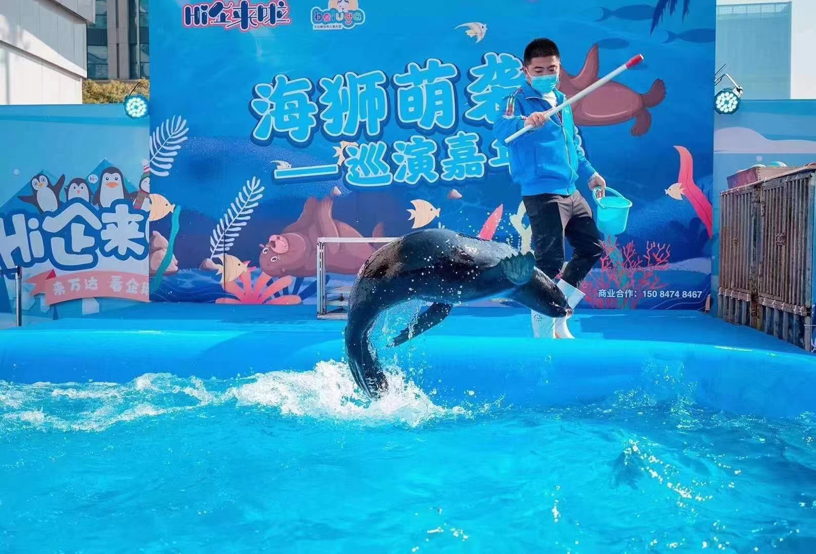 活体海狮表演出租 动物表演租赁 暖场互动