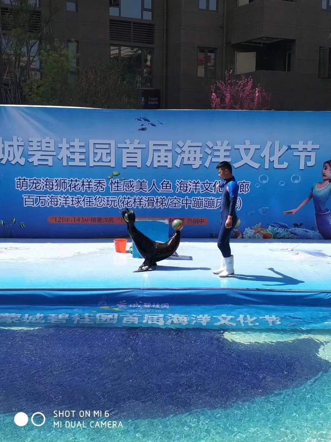 活体海狮表演出租 动物表演租赁 暖场互动