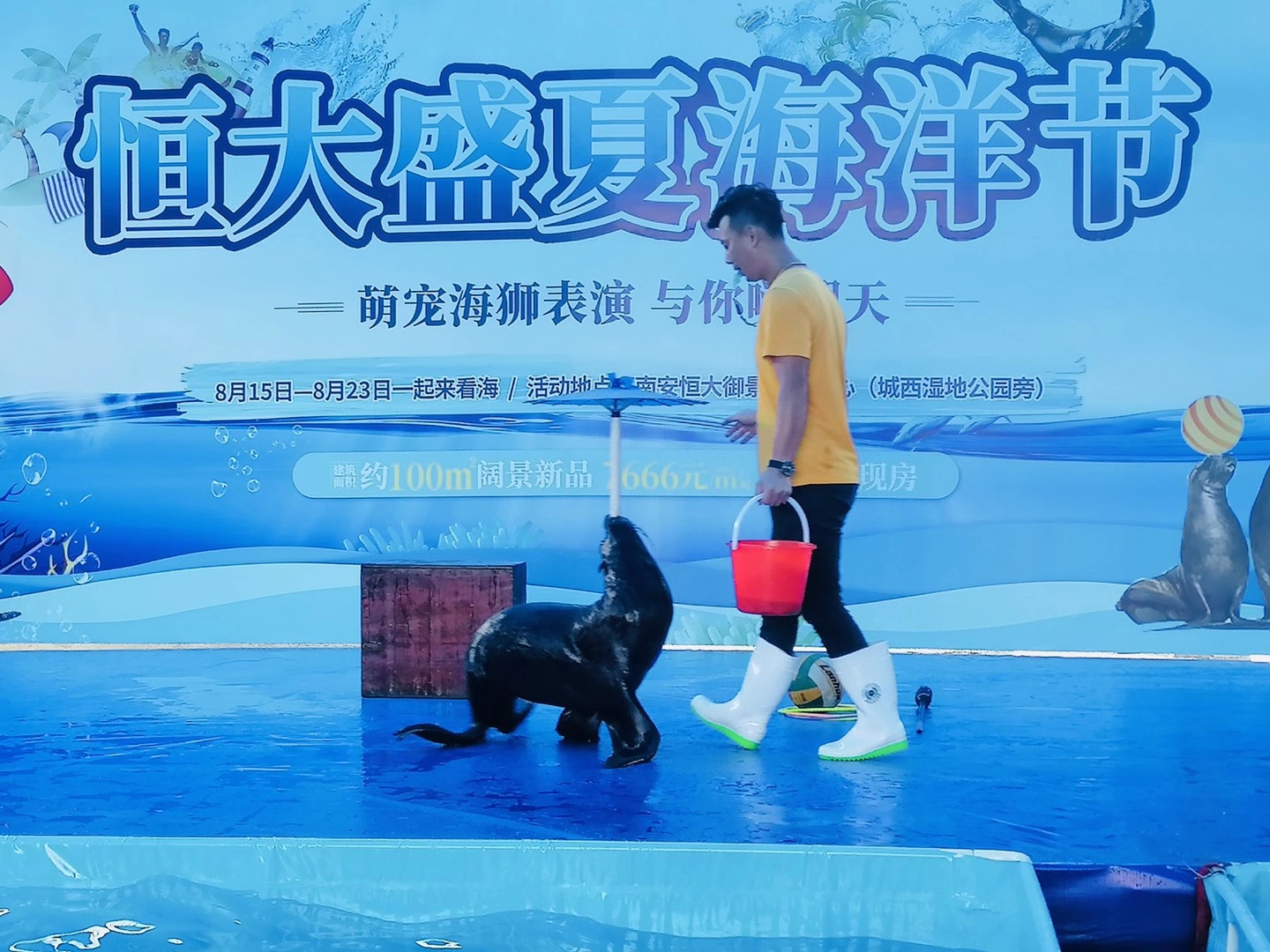 活体海狮表演出租 动物表演租赁 暖场互动