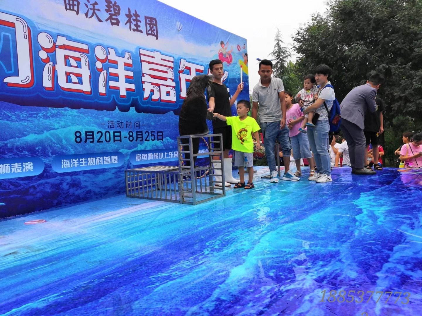 活体海狮表演出租 动物表演租赁 暖场互动