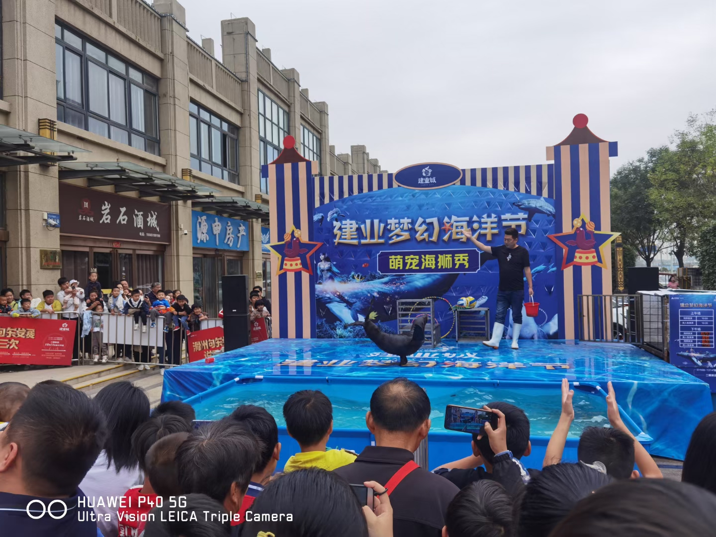 活体海狮表演出租 动物表演租赁 暖场互动