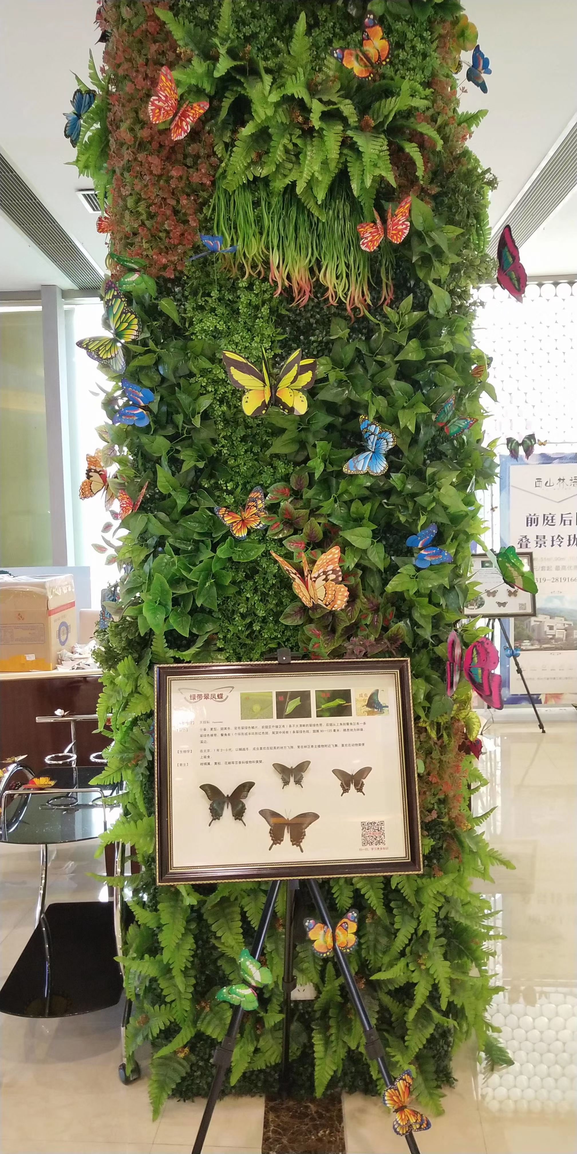 蝴蝶标本活体蝴蝶放飞 昆虫展昆虫标本整套供应