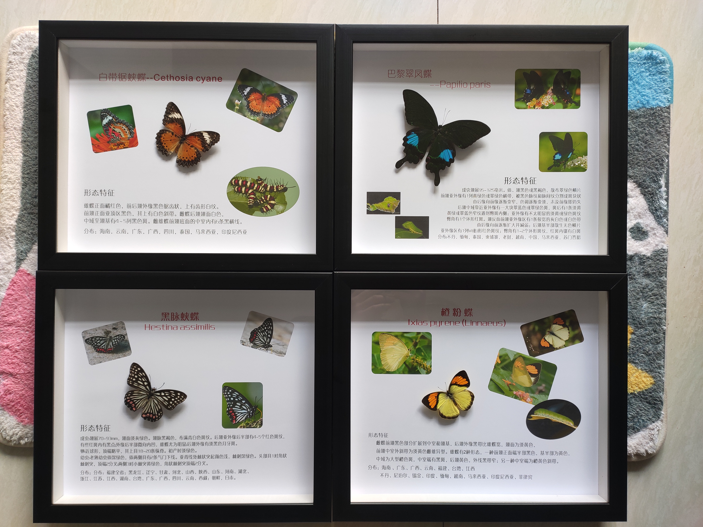 蝴蝶标本活体蝴蝶放飞 昆虫展昆虫标本整套供应