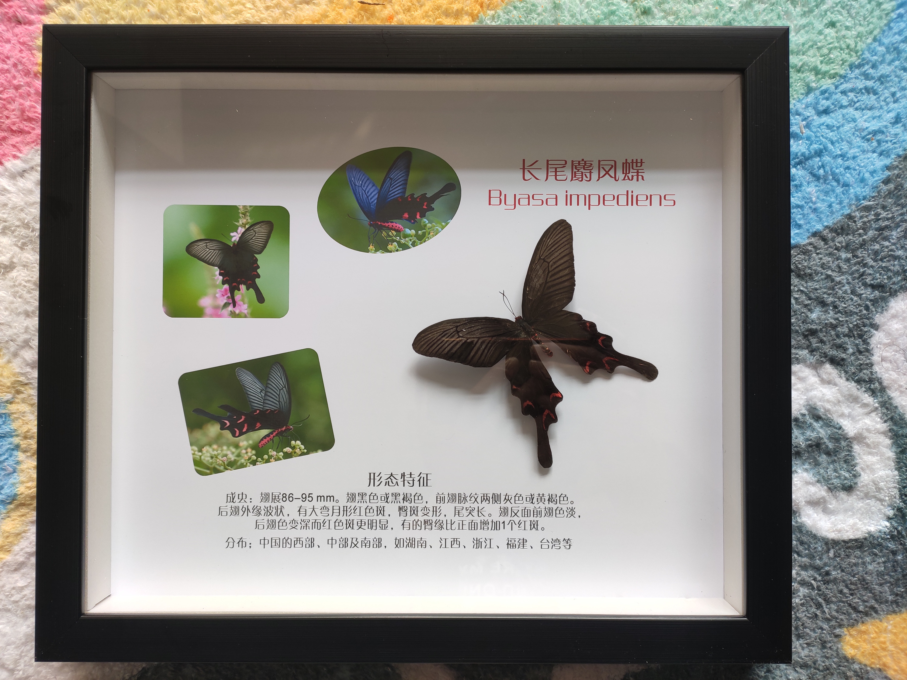 蝴蝶标本活体蝴蝶放飞 昆虫展昆虫标本整套供应