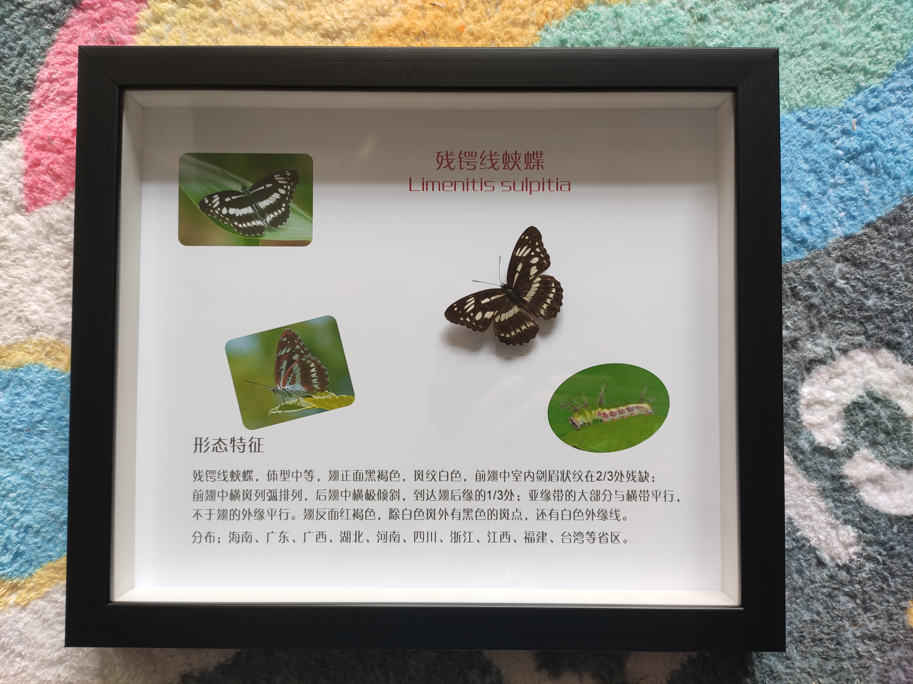 蝴蝶标本活体蝴蝶放飞 昆虫展昆虫标本整套供应