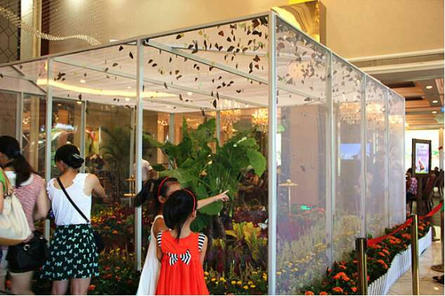蝴蝶标本活体蝴蝶放飞 昆虫展昆虫标本整套供应