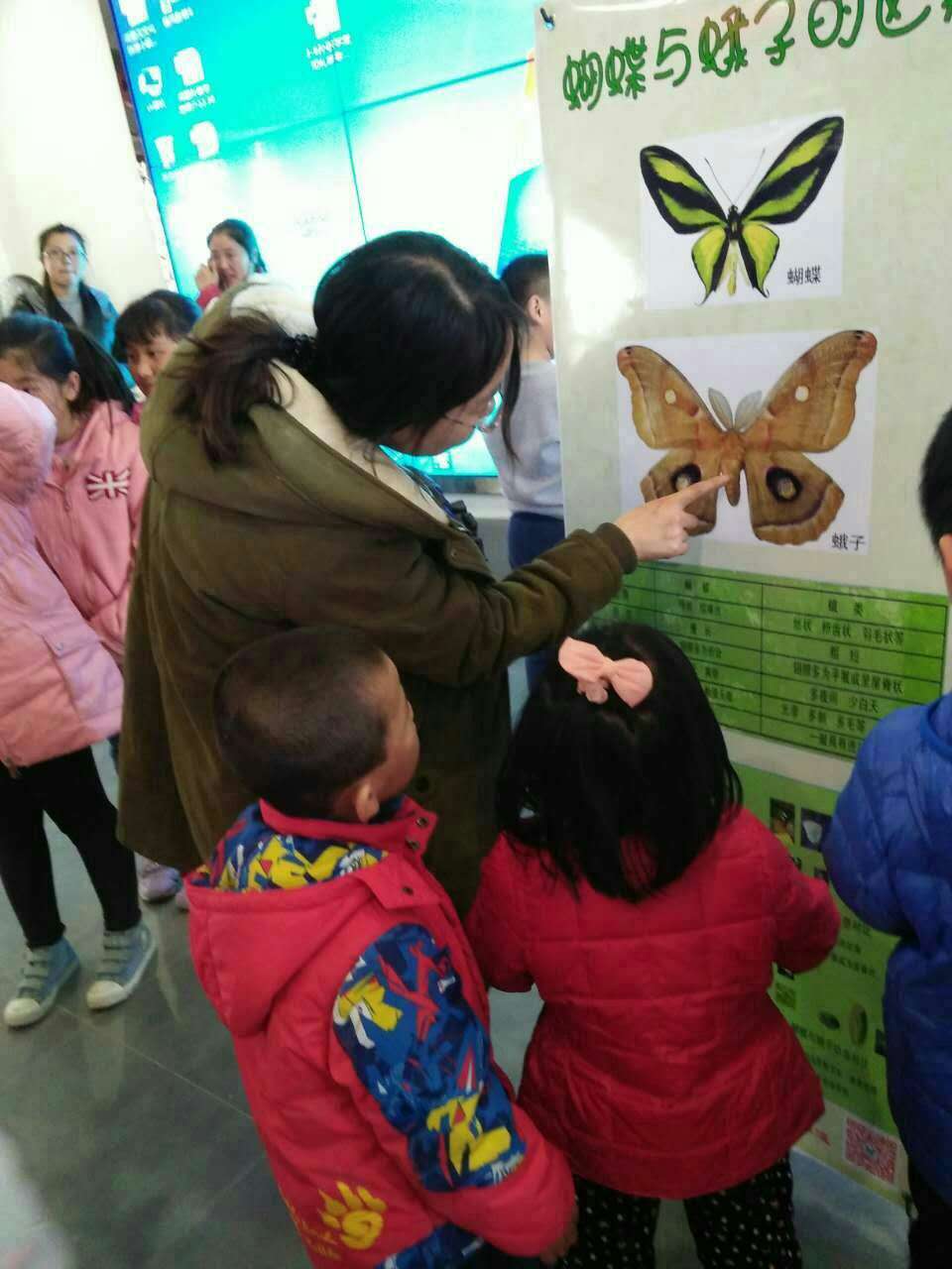 蝴蝶标本活体蝴蝶放飞 昆虫展昆虫标本整套供应