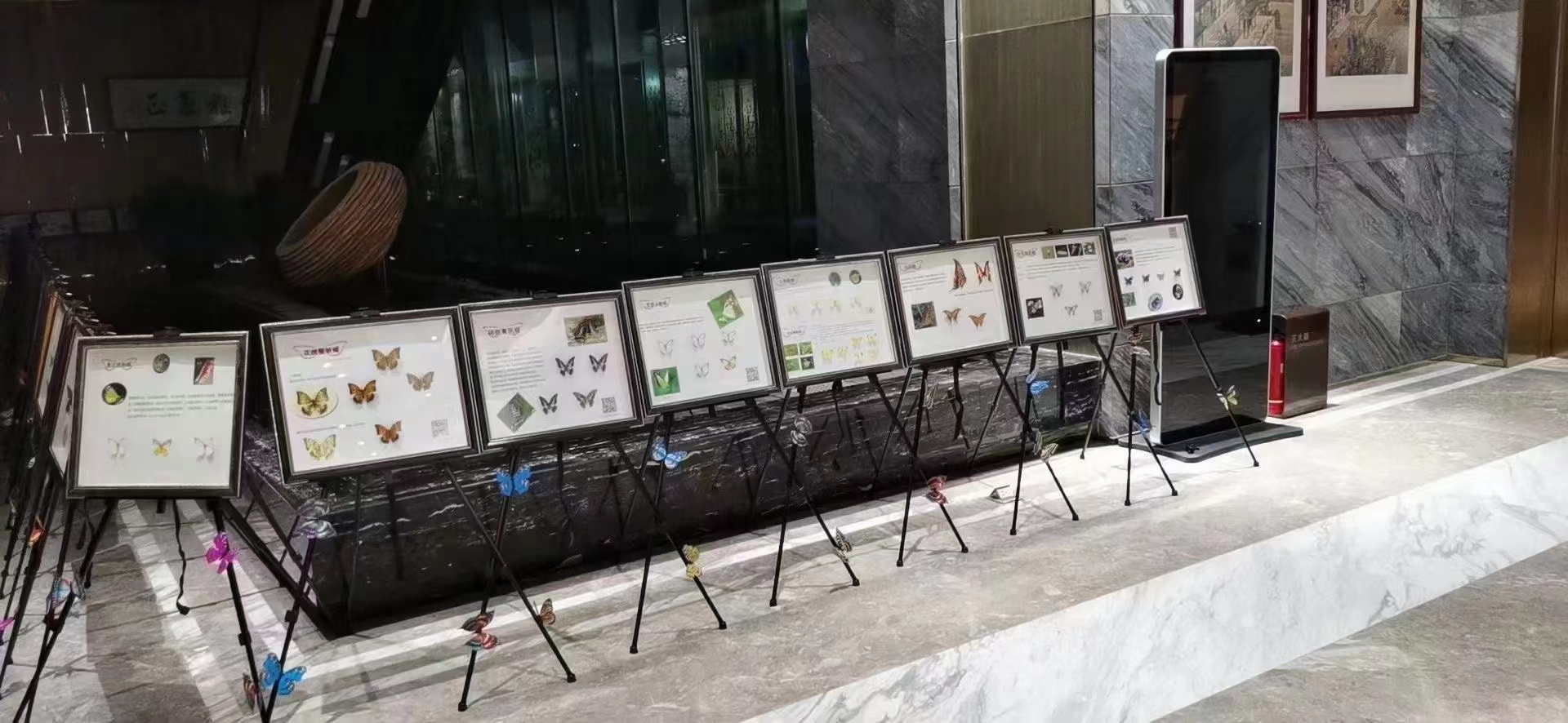蝴蝶展蝴蝶放飞活体蝴蝶销售