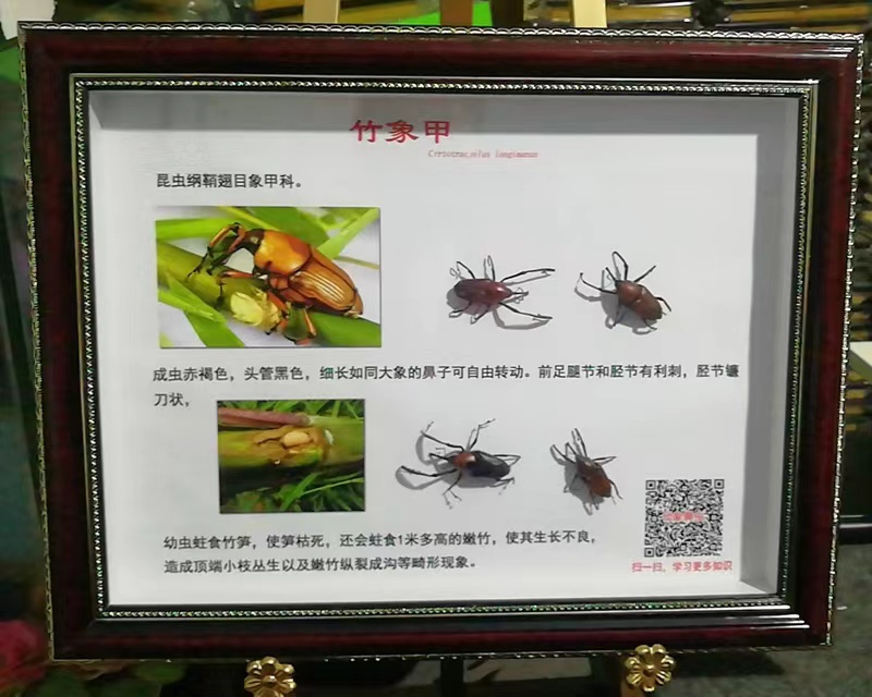 蝴蝶展蝴蝶放飞活体蝴蝶销售