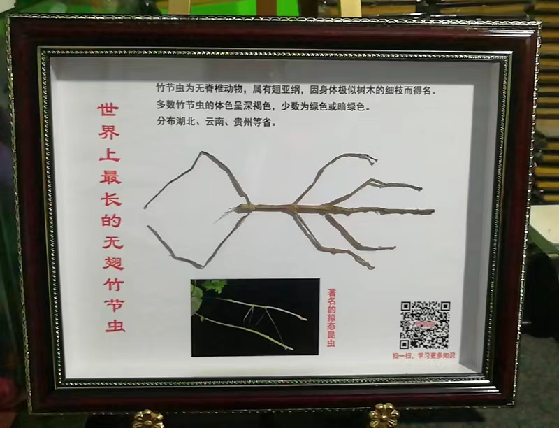 蝴蝶展蝴蝶放飞活体蝴蝶销售