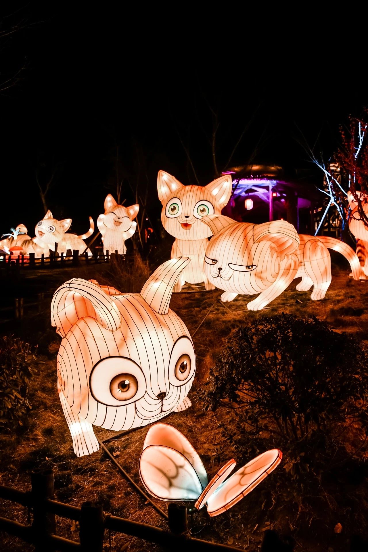 猫包围系列主题花灯
