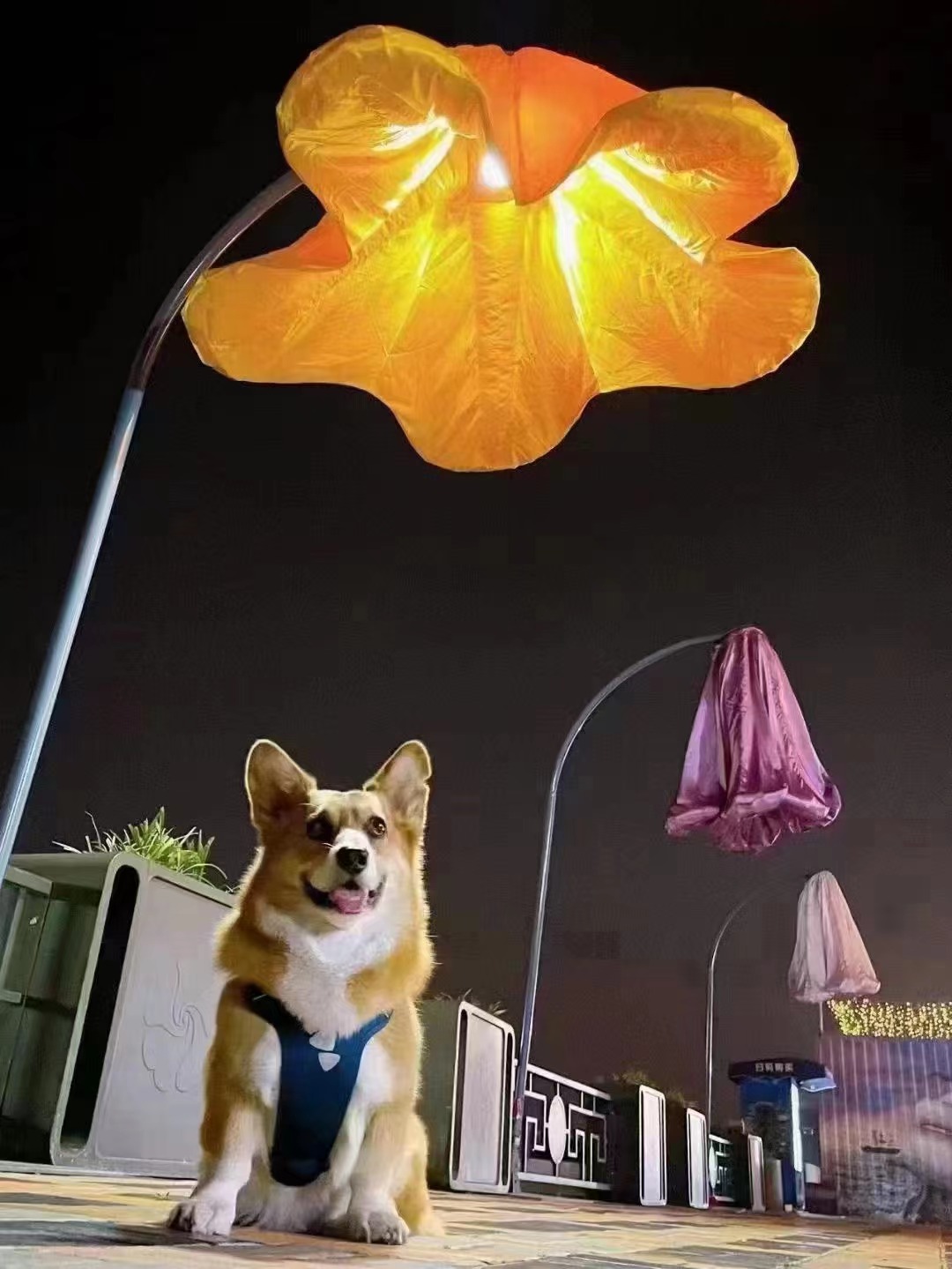 气模人体感应花喇叭花牵牛花机械花厂家直销批量生产