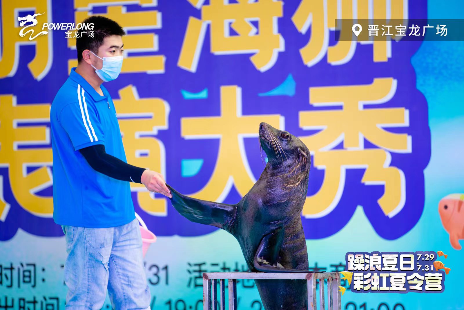 海狮表演租赁 