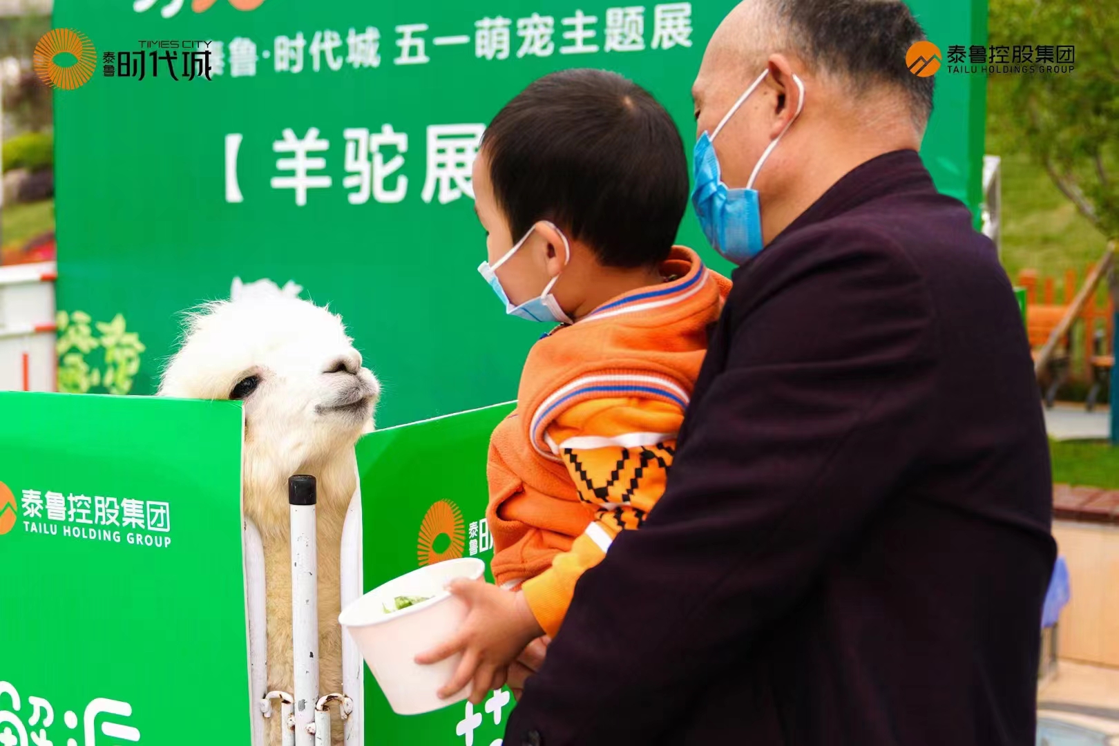 萌宠展出租 羊驼租赁暖场