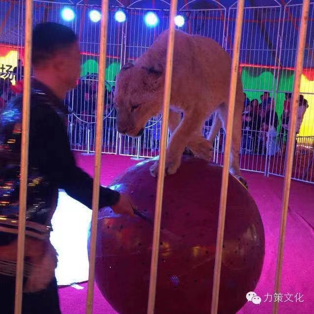 马戏团表演出租公司 
