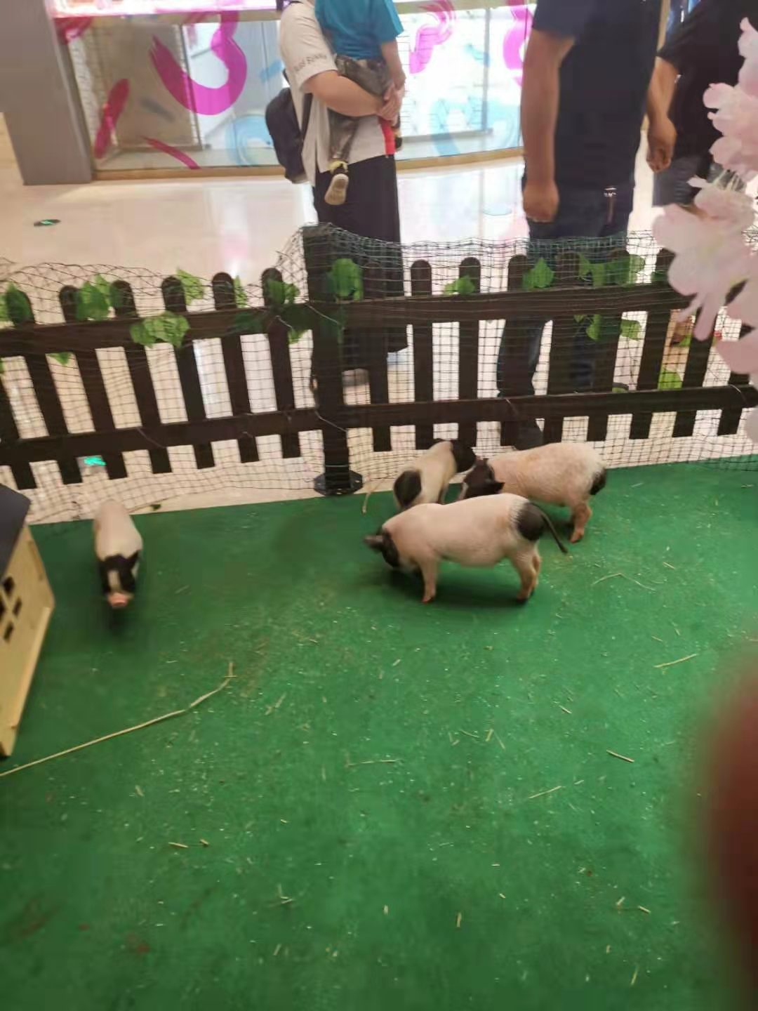 萌宠/马戏/海洋生物展