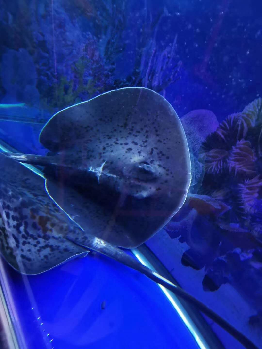 萌宠/马戏/海洋生物展