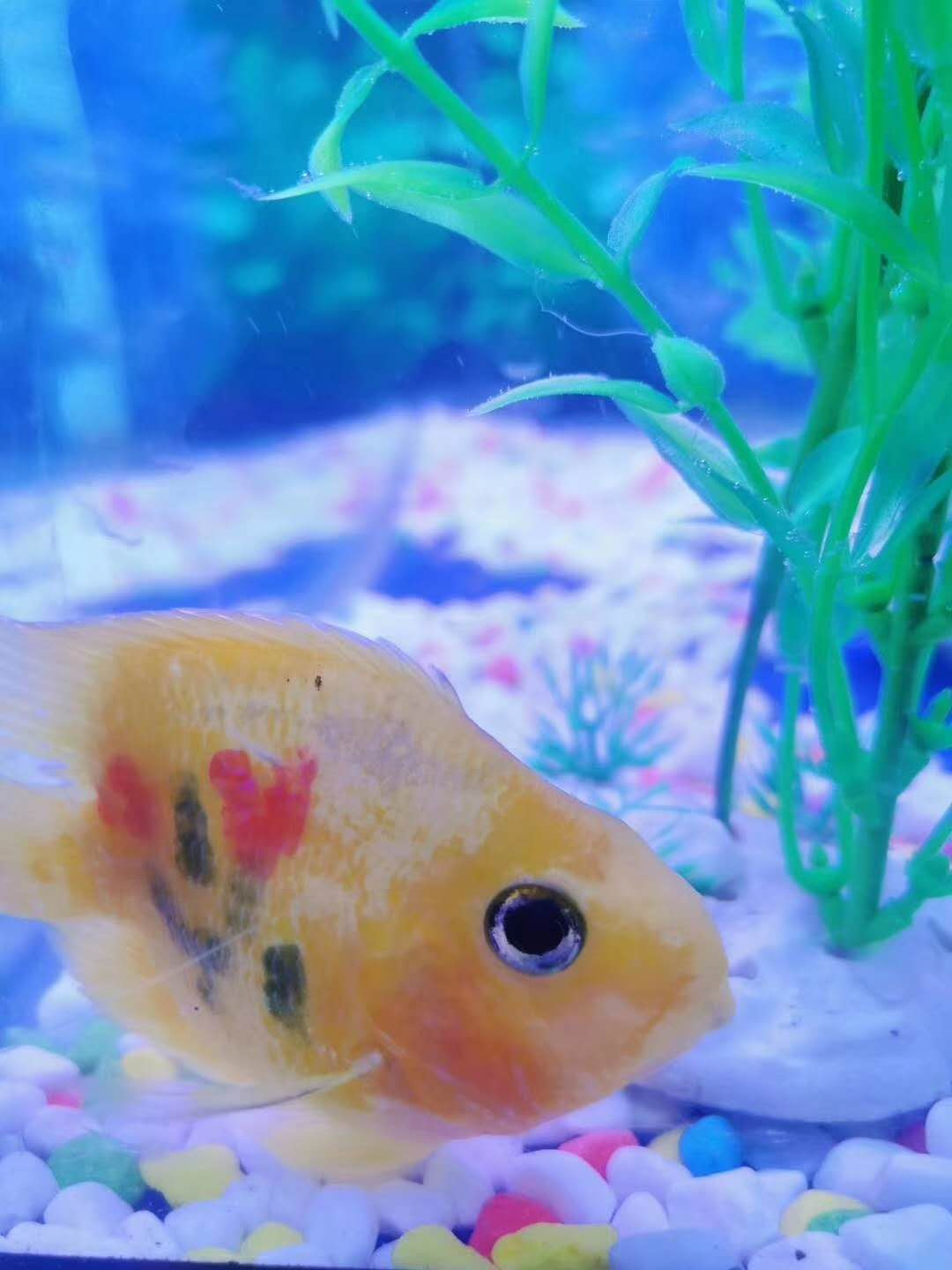 萌宠/马戏/海洋生物展